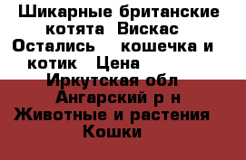 Шикарные британские котята (Вискас). Остались: 1 кошечка и 1 котик › Цена ­ 10 000 - Иркутская обл., Ангарский р-н Животные и растения » Кошки   